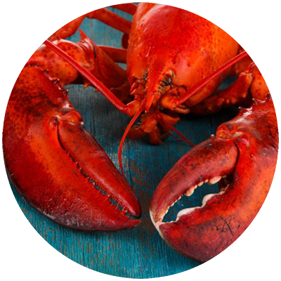 lobster_wholesale_cambridge
